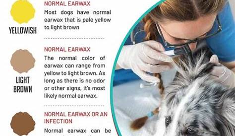 Dog Ear Wax Color Chart: When Color Can Indicate a Problem
