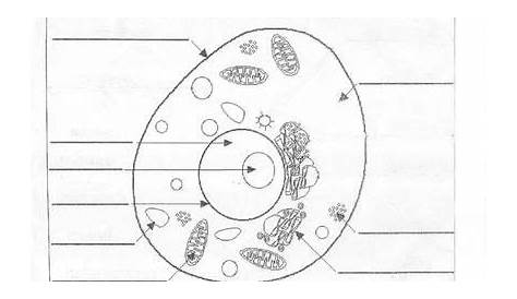 animal cell parts worksheet | animal cell diagram unlabeled resources