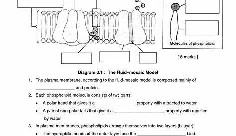 cell membrane coloring worksheets key