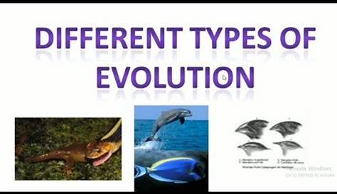 Types of Evolution - YouTube