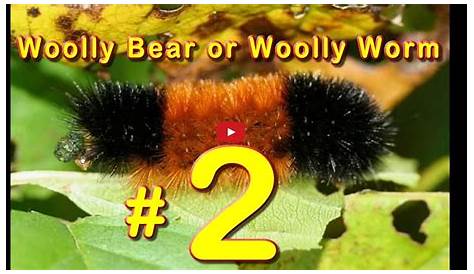 woolly worm winter chart