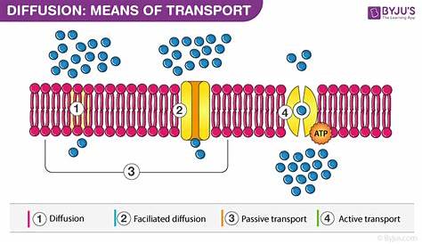 Transport Across The Cell Membrane Worksheet