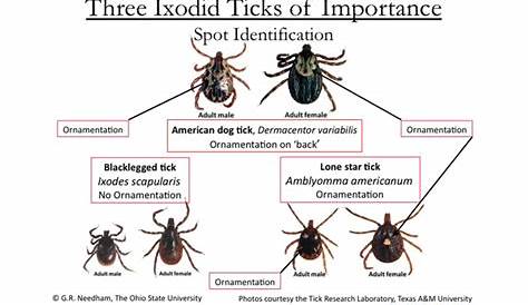 what is a tick chart