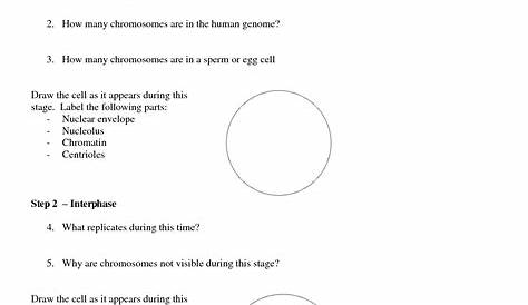 mitosis cell parts worksheet answers