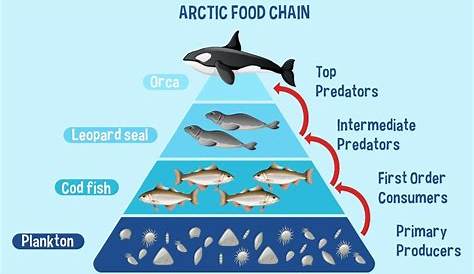 Diagram showing Arctic food chain for education 2350115 Vector Art at