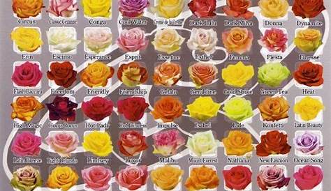 rose color meaning chart