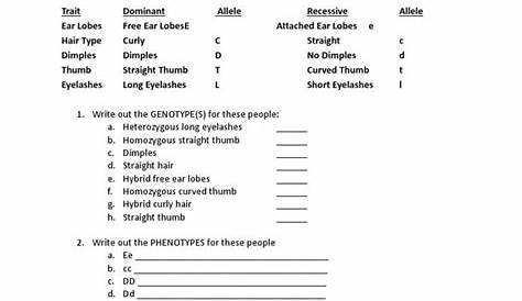 Genotypes and Phenotypes Worksheet Answers Genotype Phenotype Worksheet