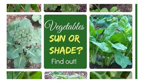 How Much Sunlight Vegetables Need | Hometalk