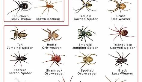 indiana spiders identification chart
