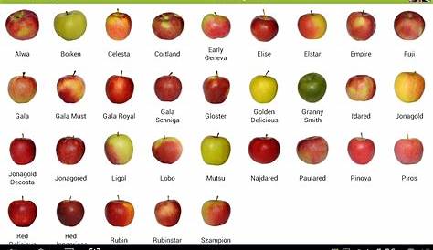 Apple varieties, Apple, Fruit