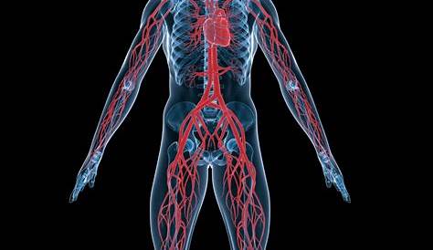 Human circulatory system for KS1 and KS2 children | Heart, blood and