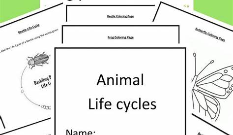 animal life cycles worksheets