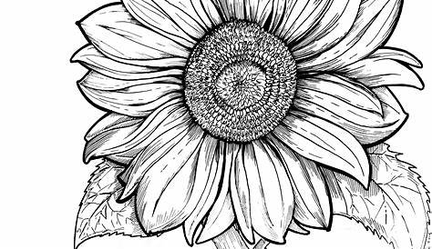 sunflower coloring pages printable