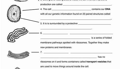 50 Animal Cell Worksheet Answers
