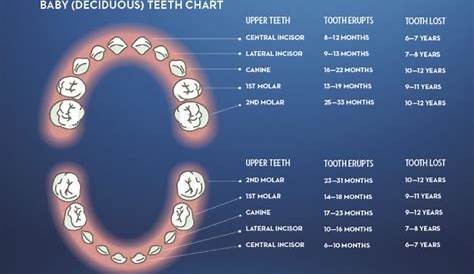 what age do you lose teeth chart