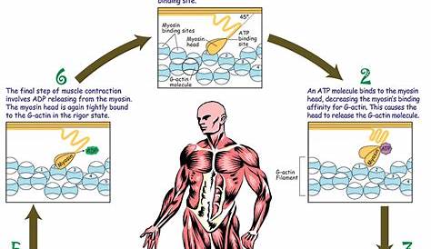 muscle contraction physiology ppt