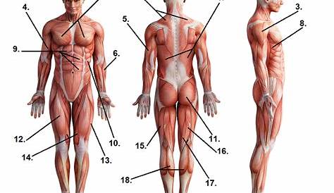 muscle anatomy labeling quiz