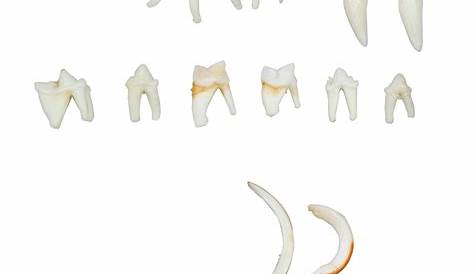 Types of Animal Teeth - 1002554 - T30029 - Comparative Anatomy - 3B Scientific
