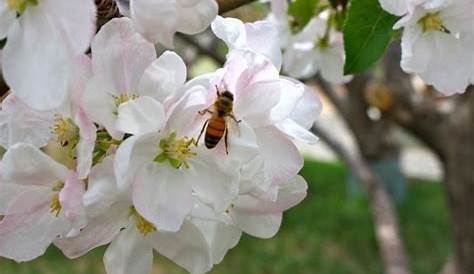 how to pollinate fruit trees