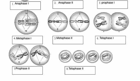 Meiosis worksheet fillable - Phases of Meiosis Name of Phase