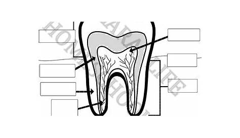 Teeth Labeling Worksheet - Label The Tooth Diagram Quiz Online - Butuh
