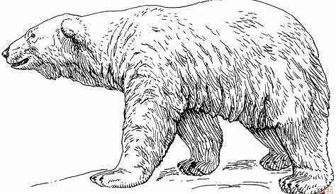 Click the Polar Bear coloring pages to view printable version or color
