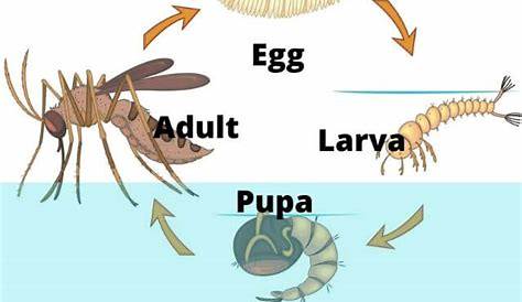 4 Stages of Mosquito Life Cycle- Amazing Facts of Mosquitoes