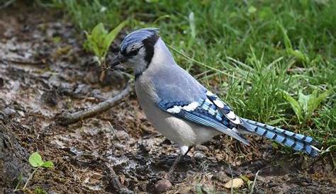 blue jay nesting habits