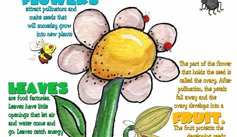 PARTS OF A PLANT AND THEIR FUNCTIONS | MY ENGLISH AND SCIENCE