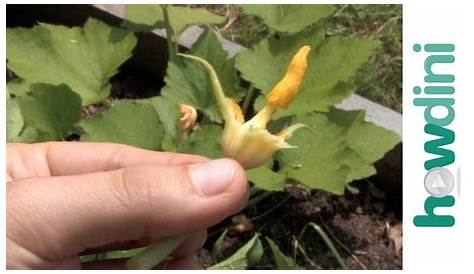 How to pollinate squash - YouTube
