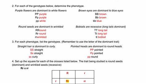 heredity worksheet answer key