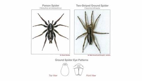 virginia spider identification chart