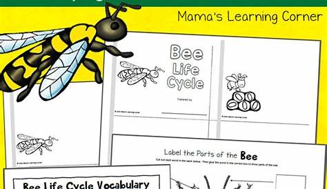kindergarten honey bee life cycle worksheet