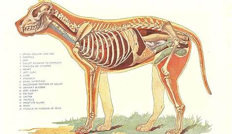 Dog Veterinary Print 1920s Internal Organs Of Male Dog