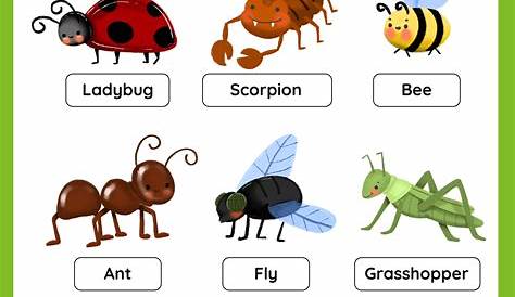 insects kindergarten worksheets