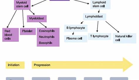 hematopoietic stem cell cell cycle
