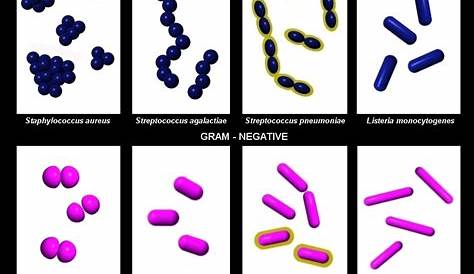 gram negative bacteria flow chart