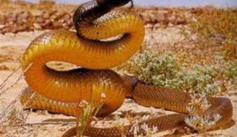 Australian Snake Identification and Snakebite Incidence | hubpages
