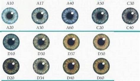1998 Eye Chart Eye Color Circle the Eye Color That Is the Closest Match