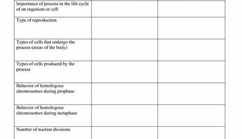 the stages of meiosis worksheet answers