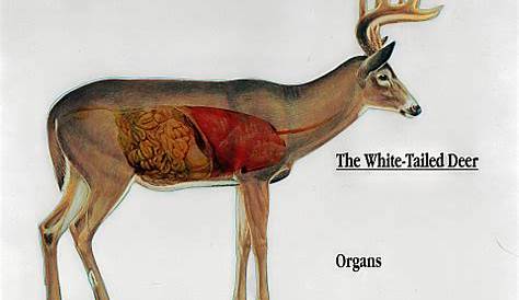 whitetail deer vitals chart