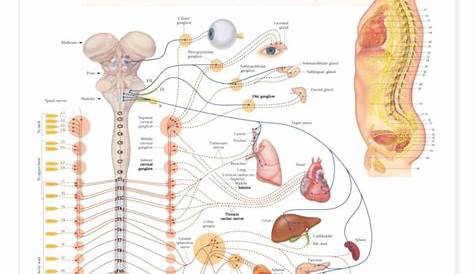 The nervous system is the missing piece in IBS – Do It Yourself Health