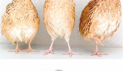 Coturnix Quail | Barnyard- Geese, Ducks, Turkeys, etc. | Pinterest