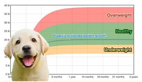 weight chart for labrador retriever