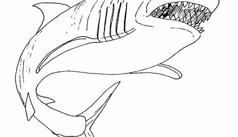 Free Printable Shark Coloring Pages For Kids - Animal Place