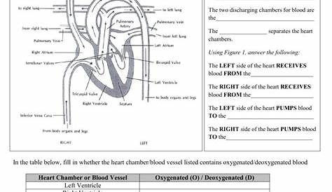 heart anatomy worksheets answers