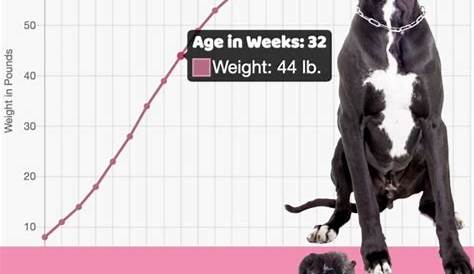 great dane puppy feeding chart by weight