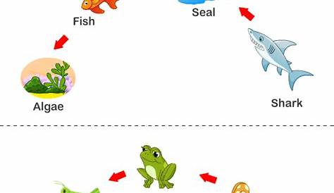 Online Food Chain Worksheets | Worksheet To Learn | Kids Games And