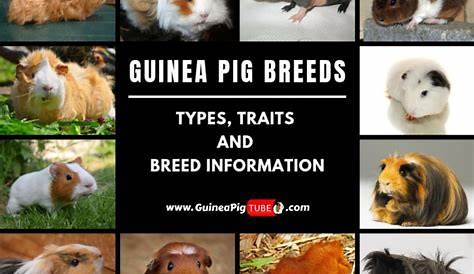 guinea pig breeds chart