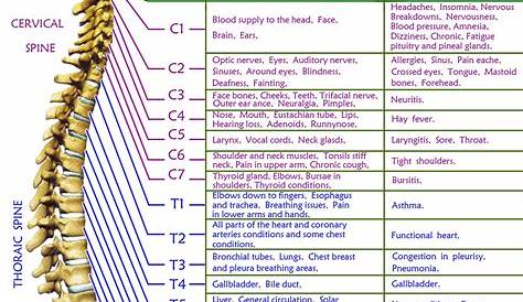 Spinal Nerve Chart Print 5x7 | Etsy | Spinal nerve, Nerve anatomy